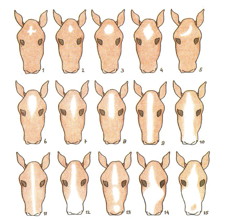 Facial markings Horse facial